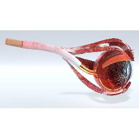 Cross-Section of the Human Eye Left Part model